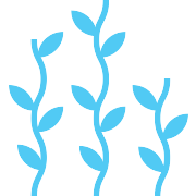 Seaweed PNG Icon