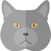 Chartreux PNG Icon