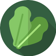 Lettuce PNG Icon
