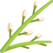 Willow PNG Icon