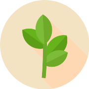 Branch Wheat PNG Icon