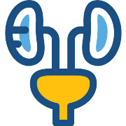 Urology Kidney PNG Icon