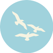 Seagull PNG Icon