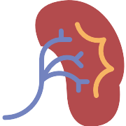 Kidney PNG Icon