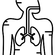 Respiratory System PNG Icon