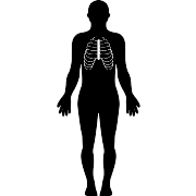 Human Body Silhouette With Focus On Respiratory System PNG Icon